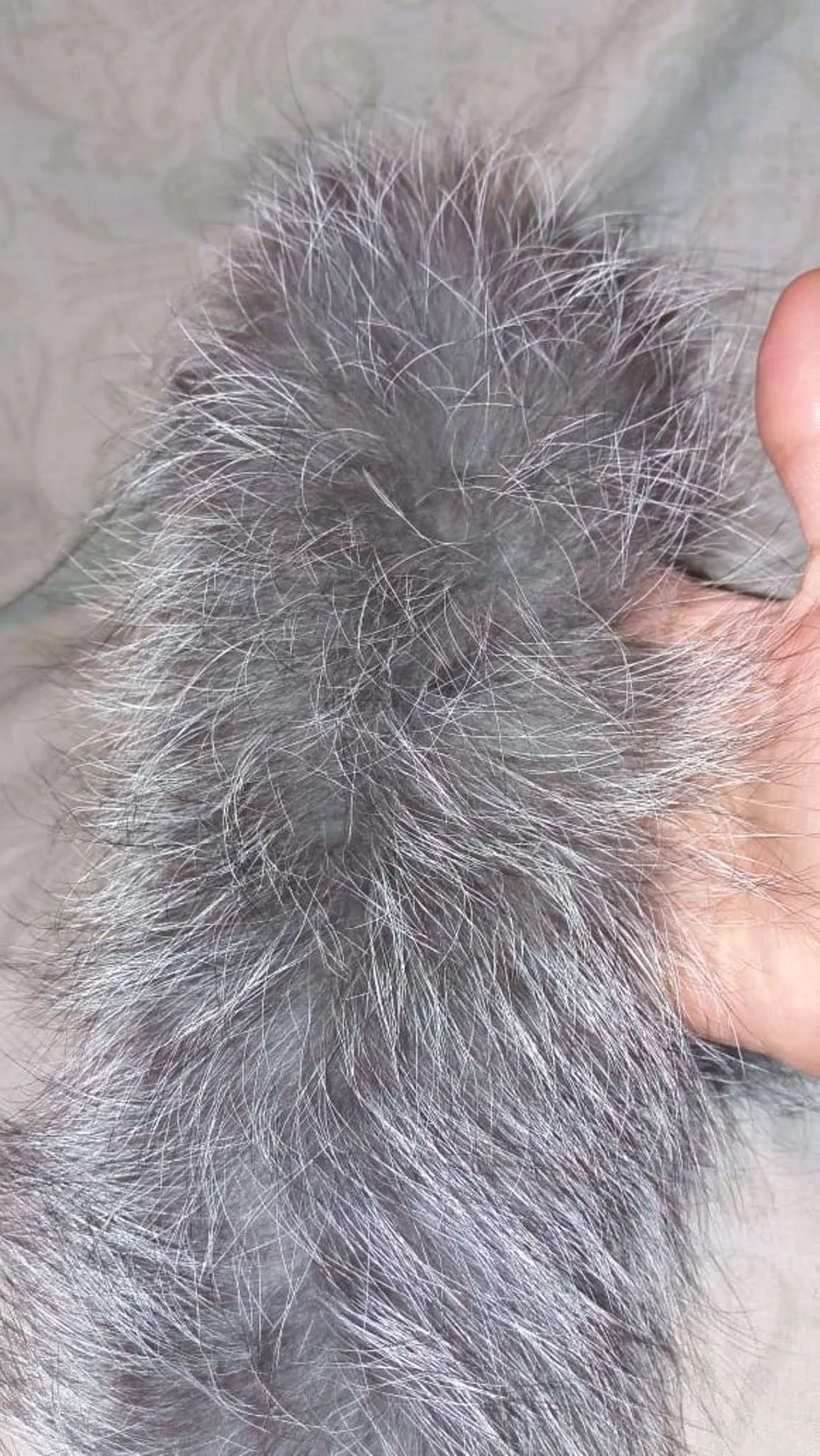 BY ORDER Finnish Silver Fox Fur Trims for Hood, Fur Replacement