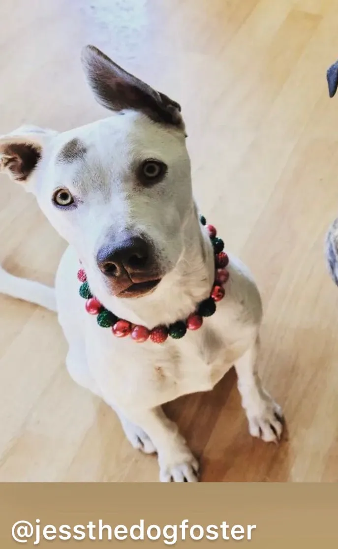 Christmas Glam Bead Collar