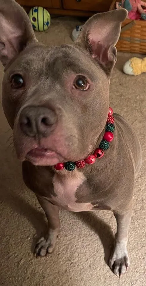 Christmas Glam Bead Collar