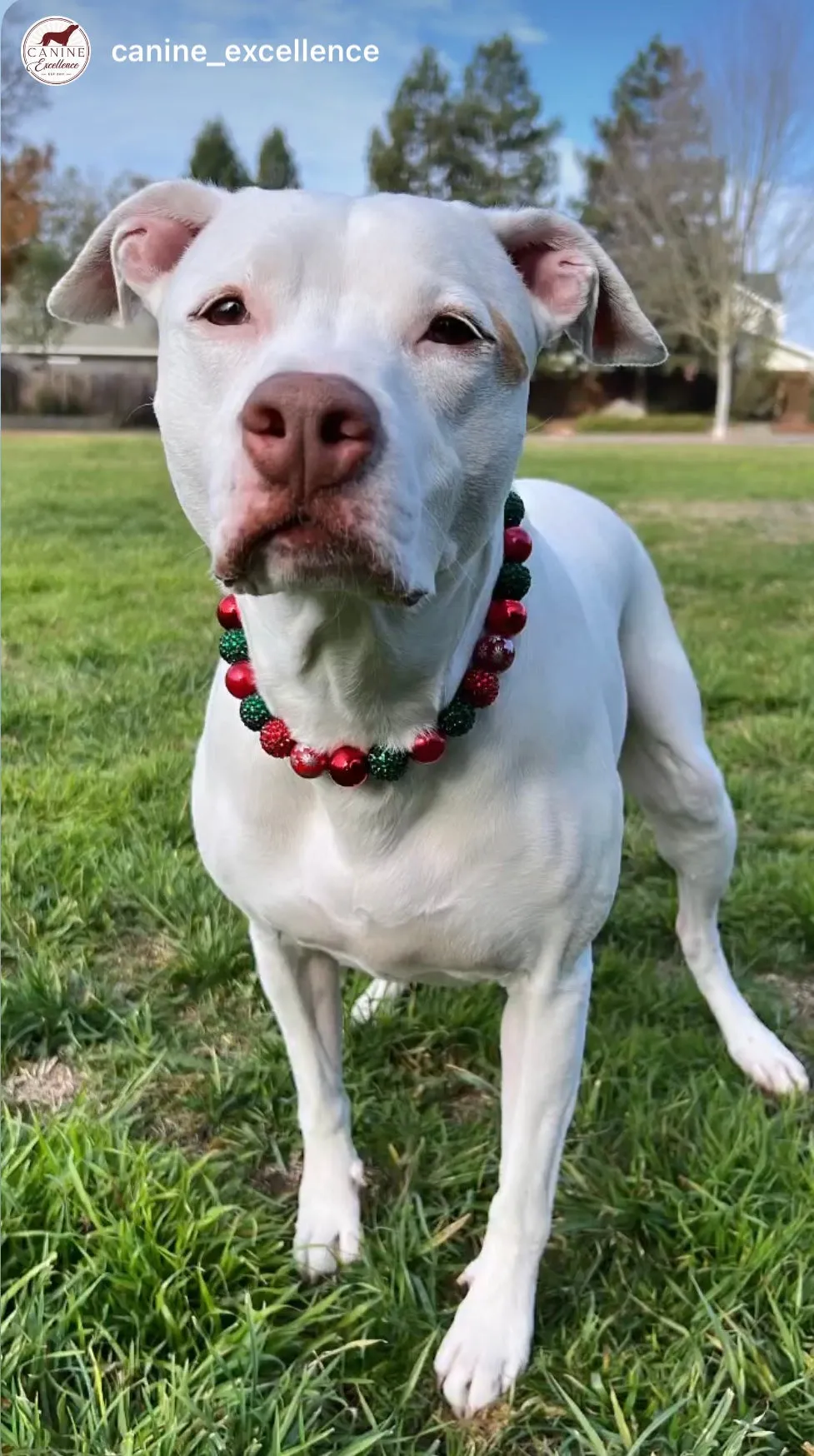 Christmas Glam Bead Collar