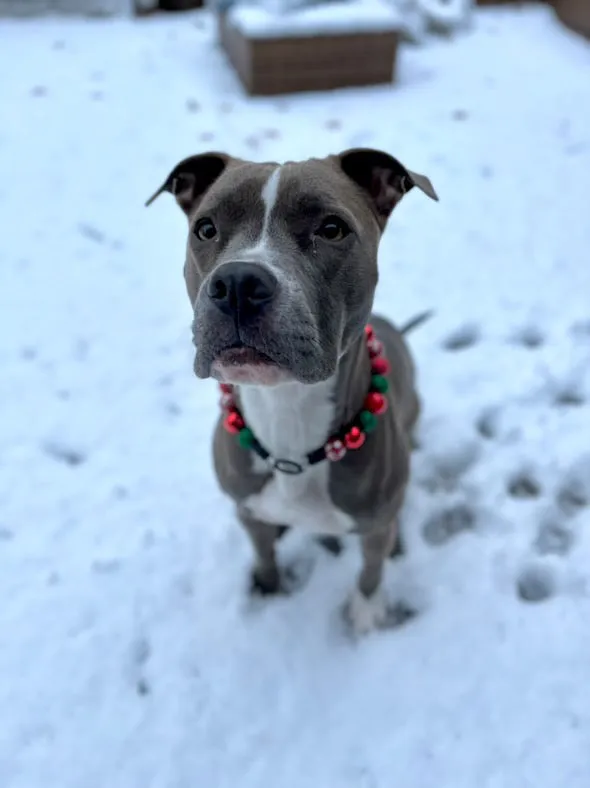 Christmas Glam Bead Collar