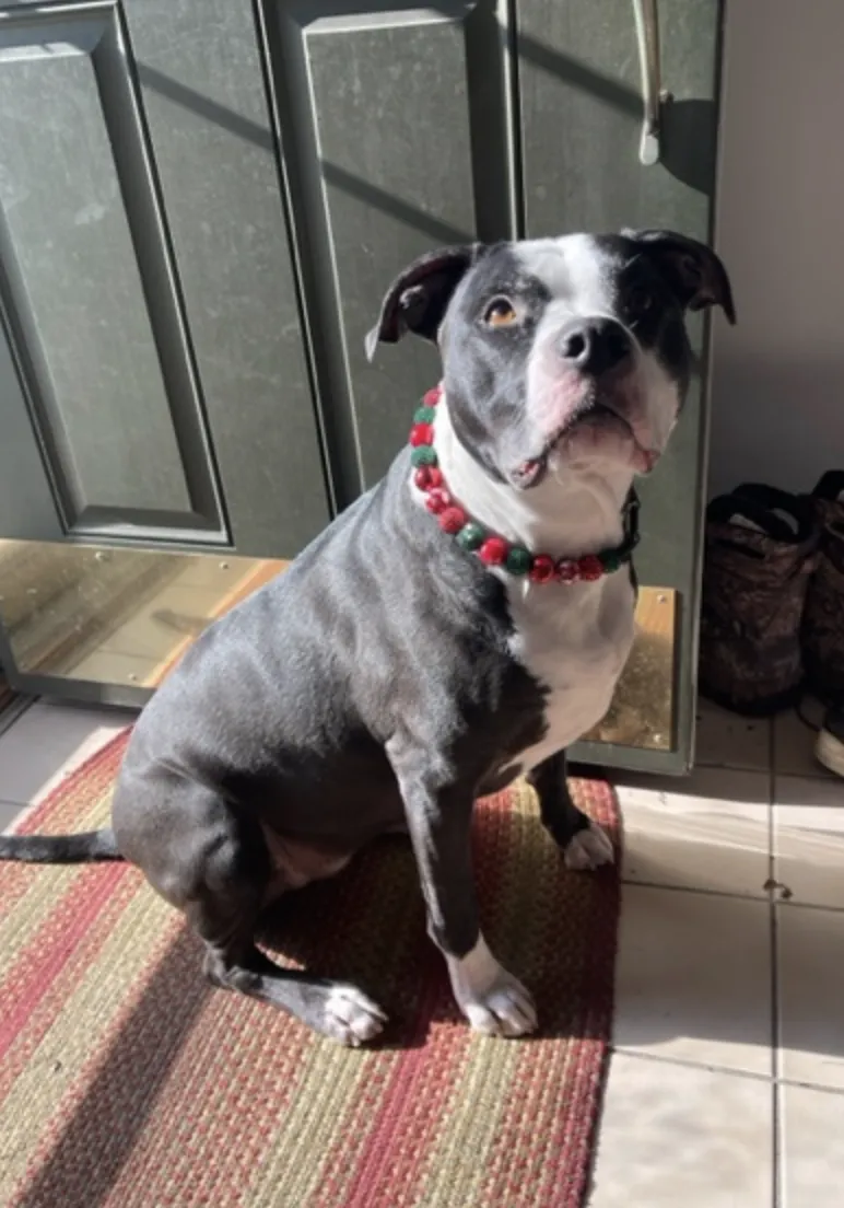 Christmas Glam Bead Collar