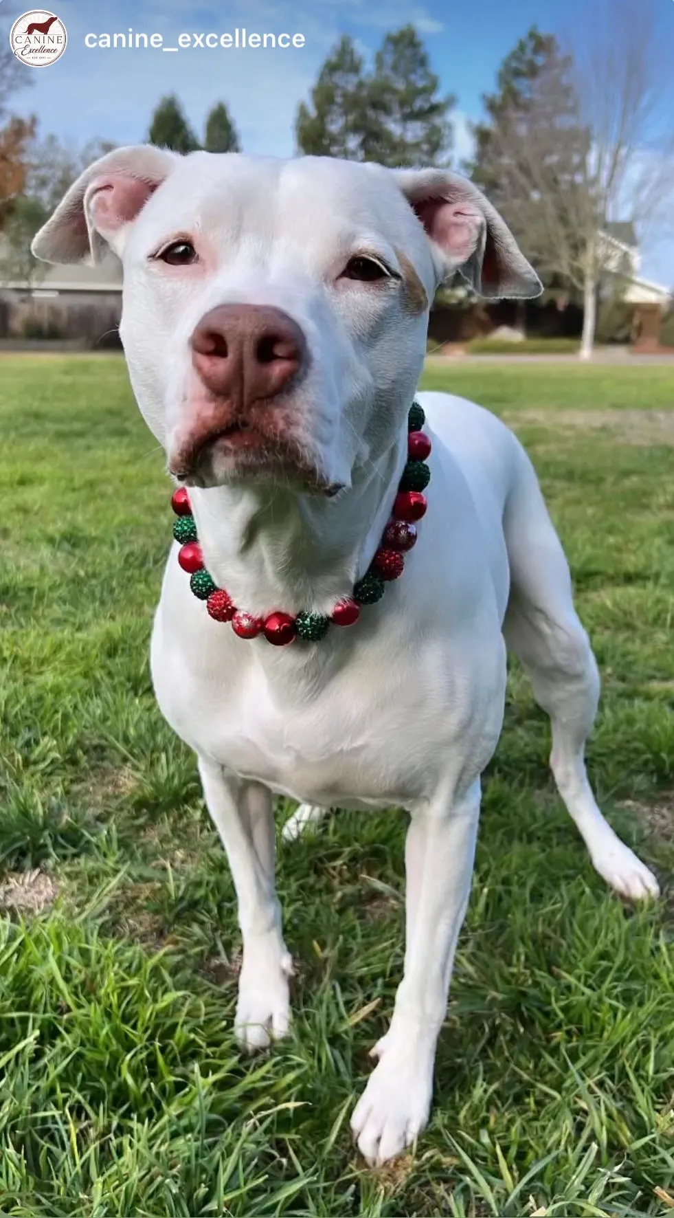 Christmas Glam Bead Collar