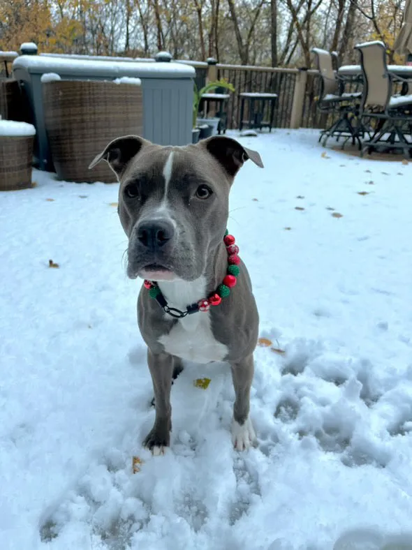 Christmas Glam Bead Collar