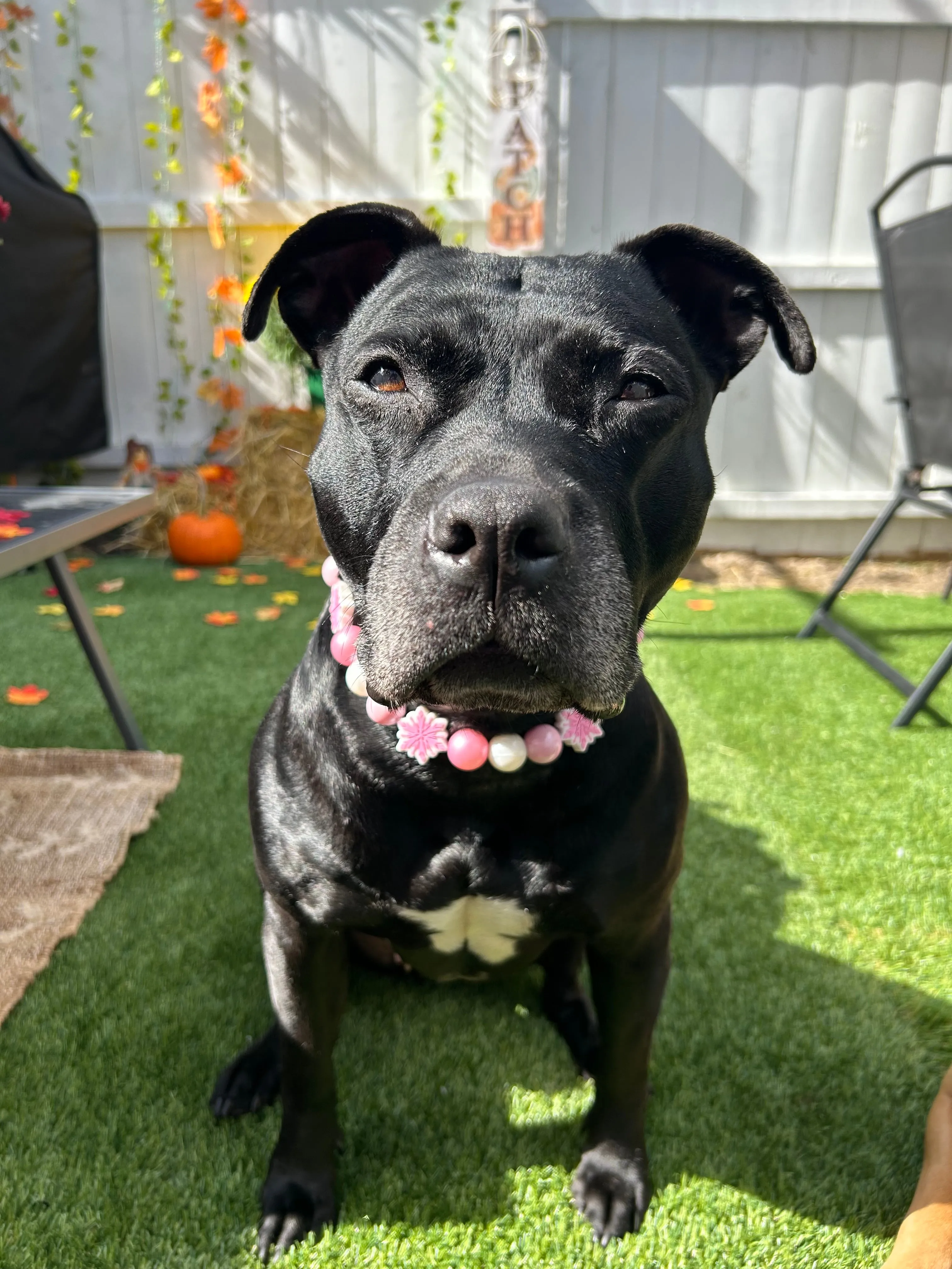 Pink Snowflake ❄️ Bead Collar